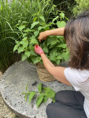 Jak pěstovat kopřivy na zahradě, aby se z nich nestal plevel